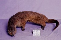 水獺藏品圖，第3張